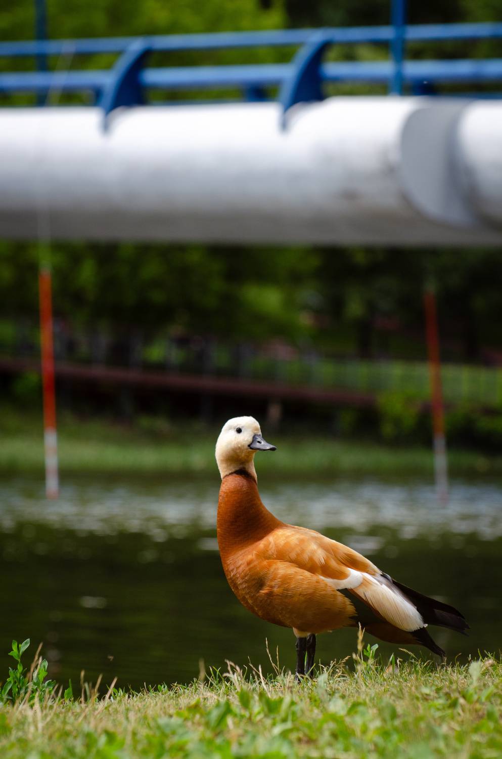 Photo #13718576