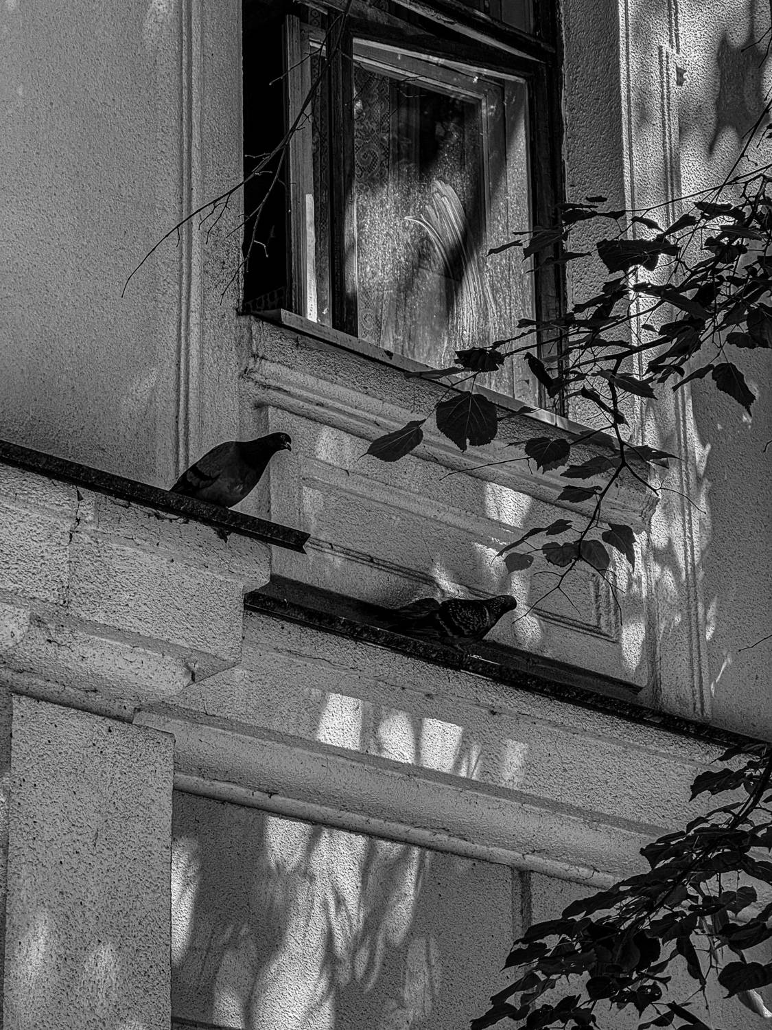 Photo #13718943