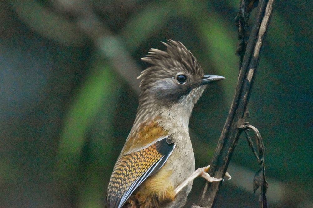 Birds of Himalayas