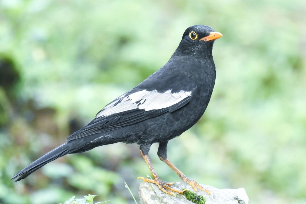 Birds of Himalayas