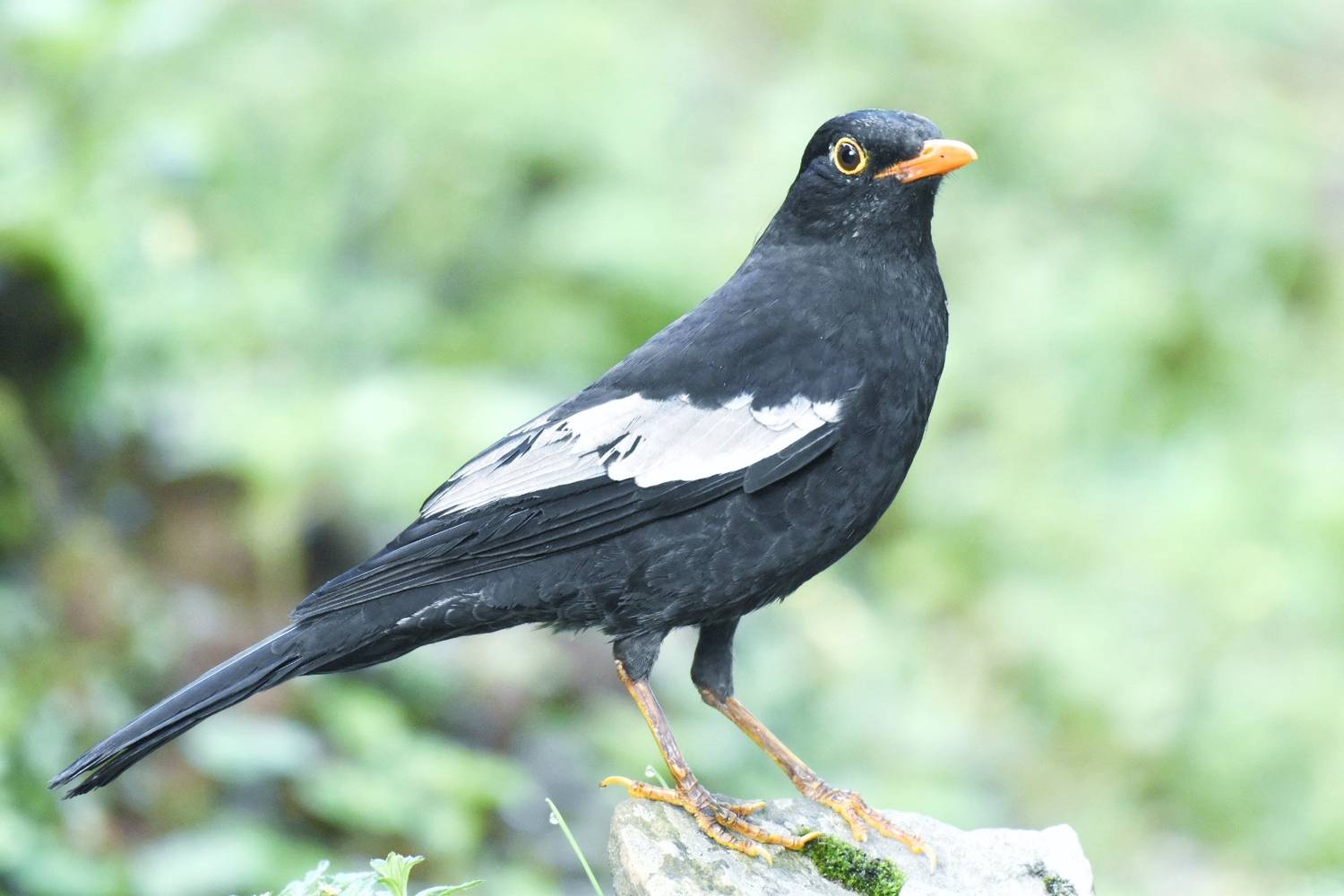Birds of Himalayas
