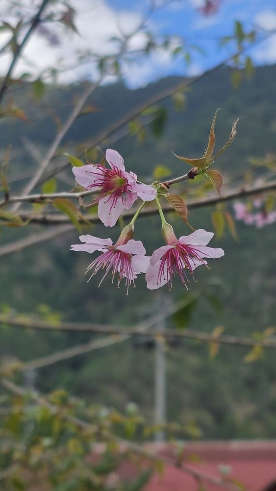 Photograph by Rinchen Norbu
