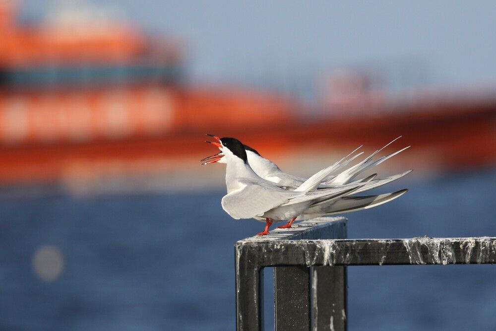 Photograph by irina volkova