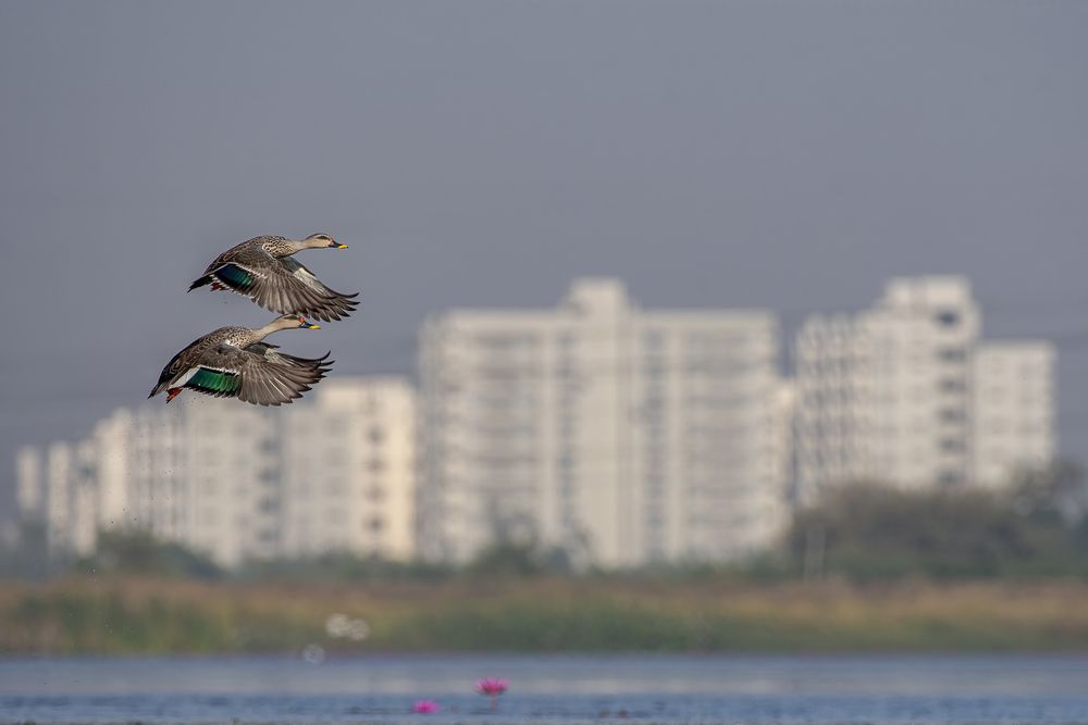 Photograph by Mukesh Tripathi