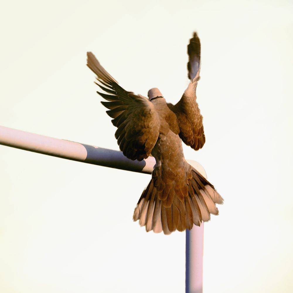 Dove sitting on the water pipe