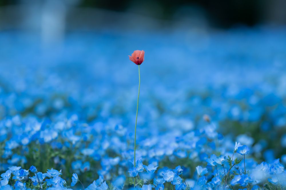 Photograph by Kiriya N