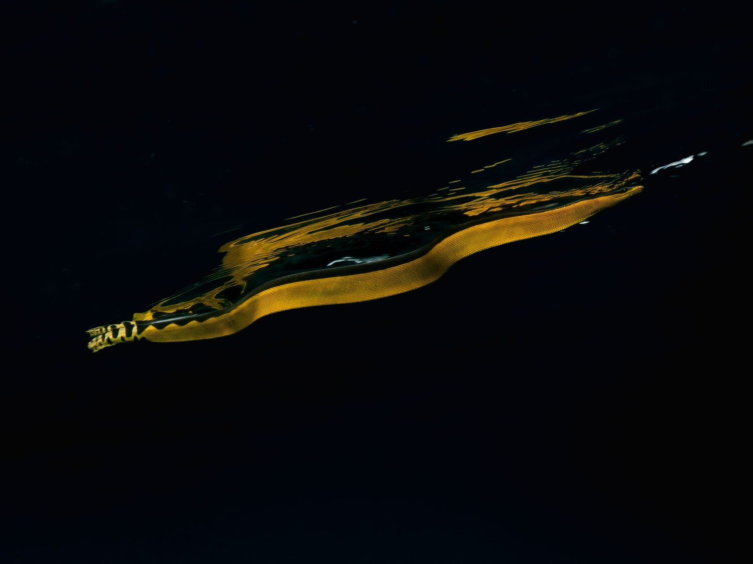 Photo #13720055