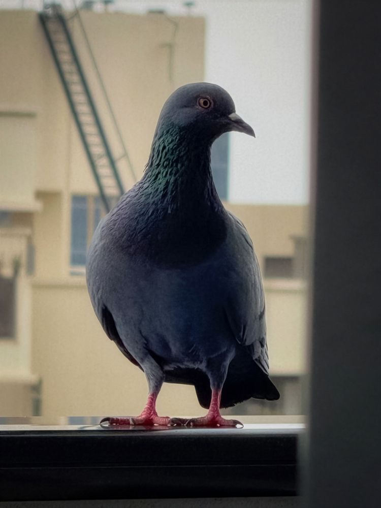 The Urban Sentinel