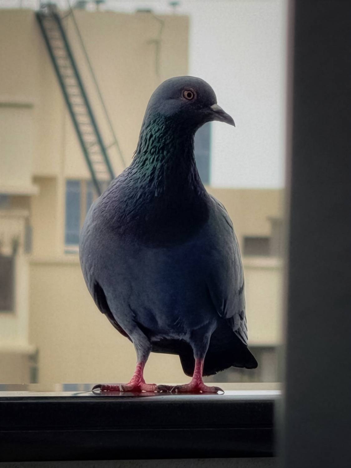 The Urban Sentinel