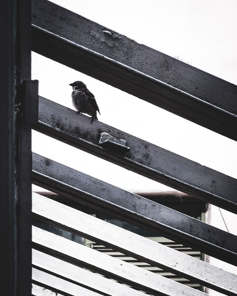Steel and Feather