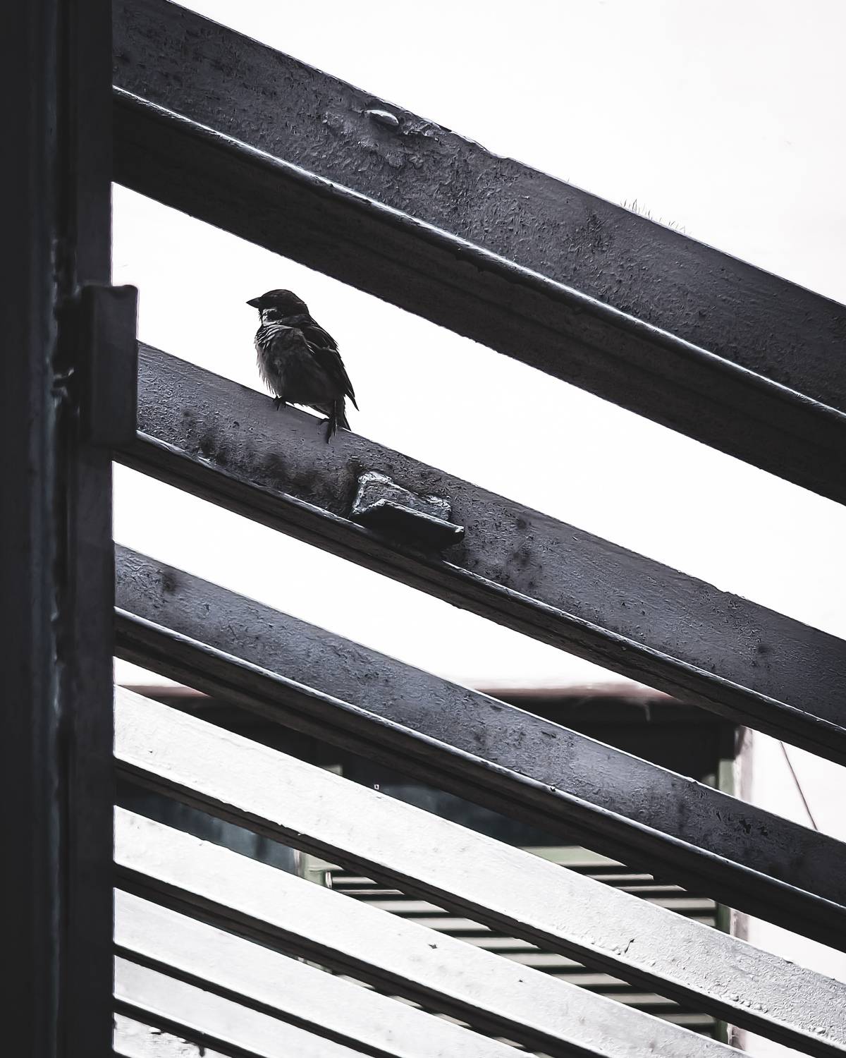Steel and Feather