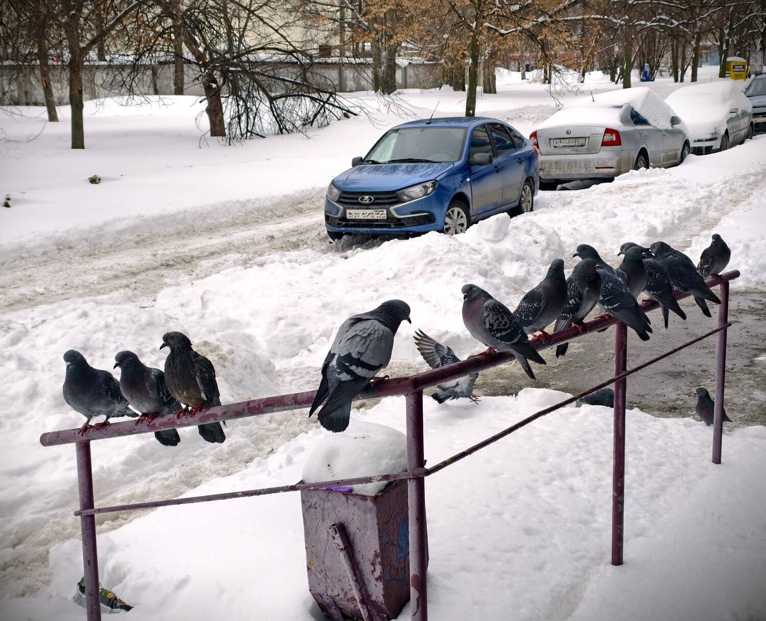 Голубиное совещание