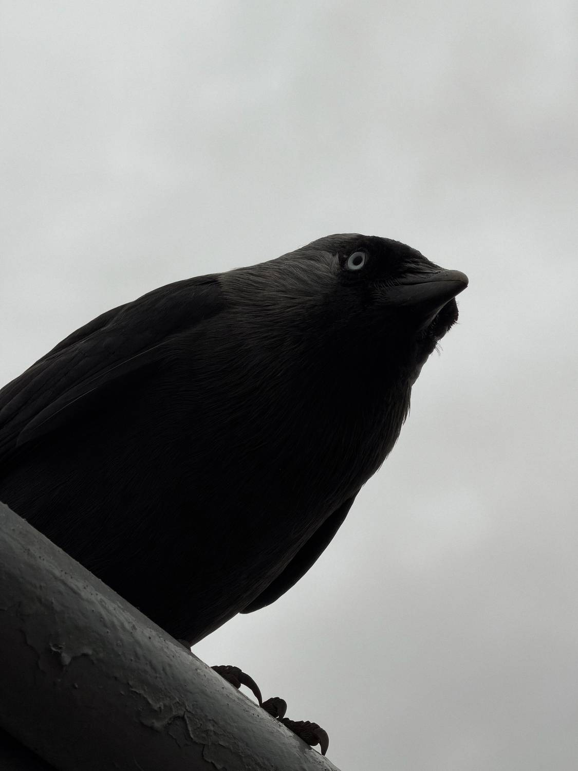 Photo #13720893