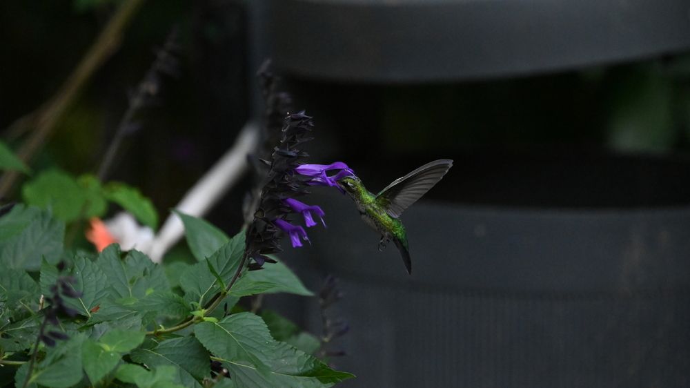 Photo #13720987