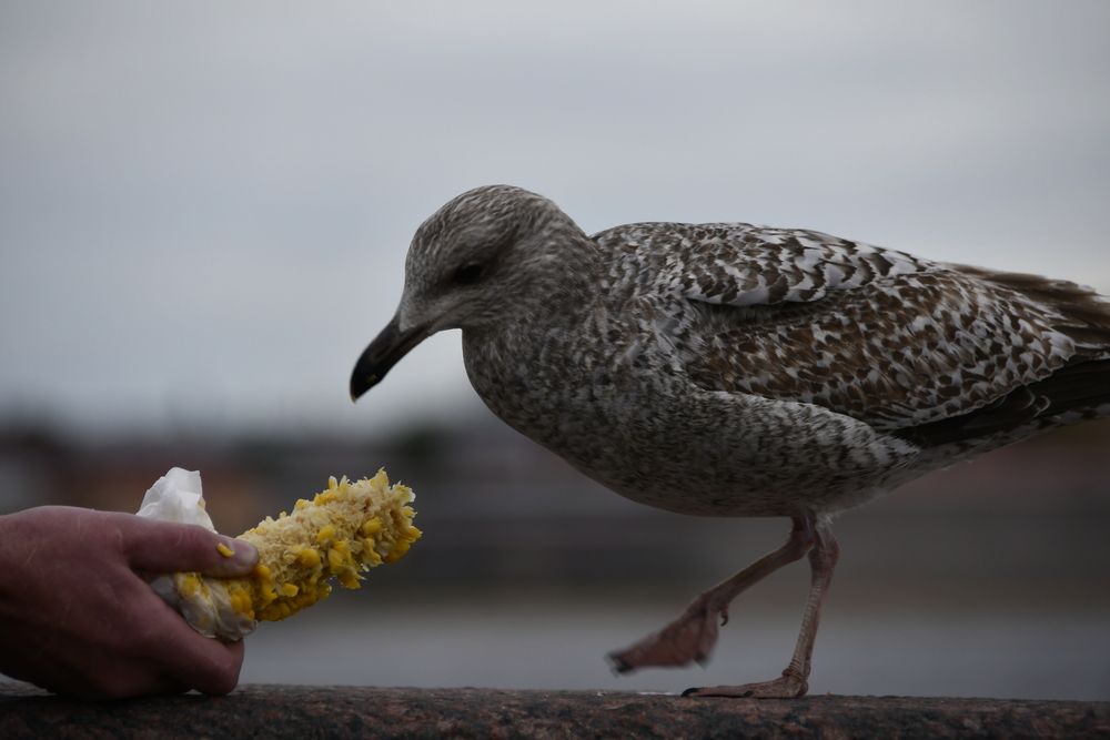 Photograph by Дмитрий Зенкин