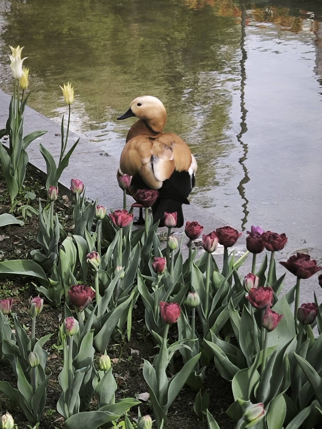 Photo #13721122