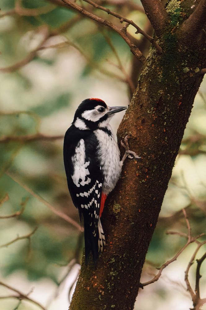 Woodpecker