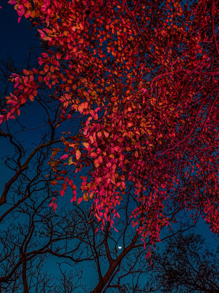 Crimson Against Dusk