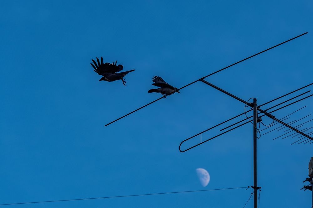 Photograph by Михаил Косолапов