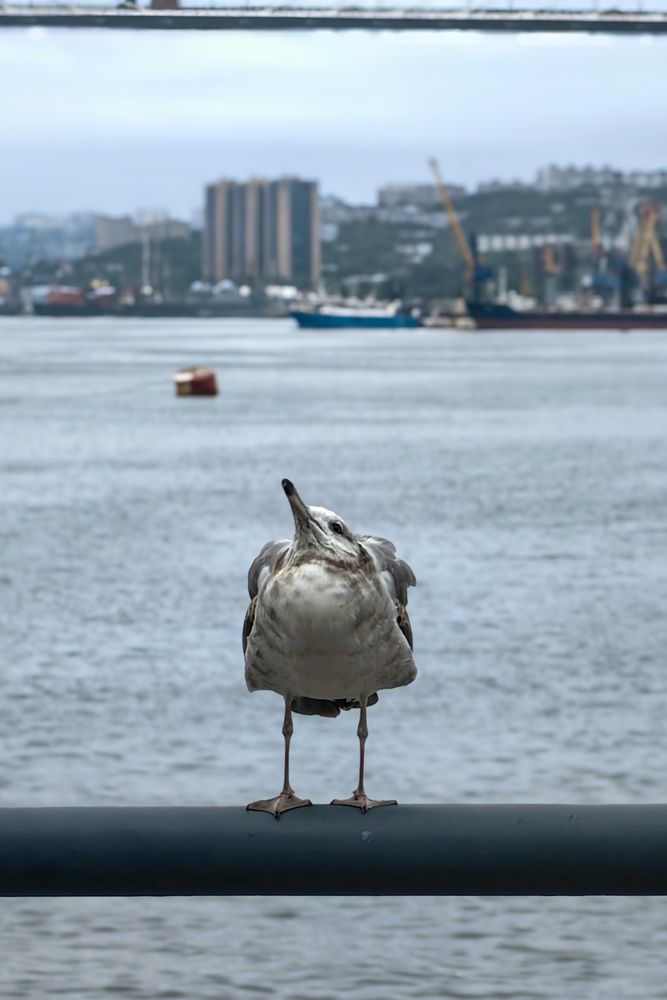 Photograph by Rusik Vladivostok