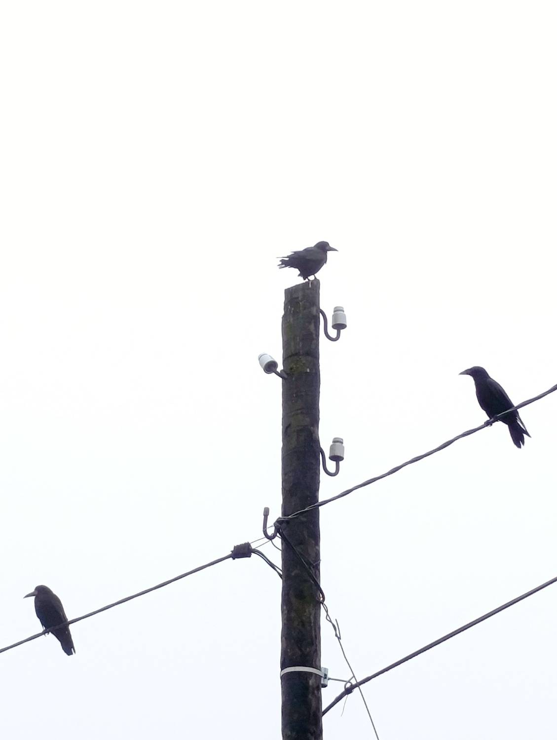 Photo #13722036
