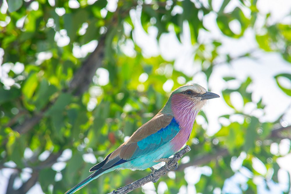 Lilac-breasted roller
