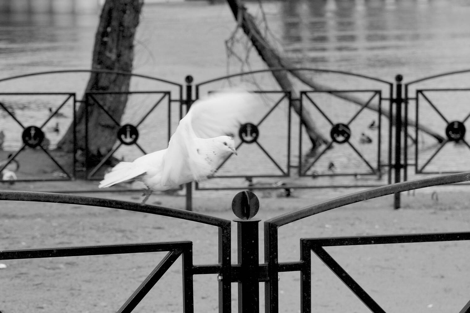 Photo #13722154