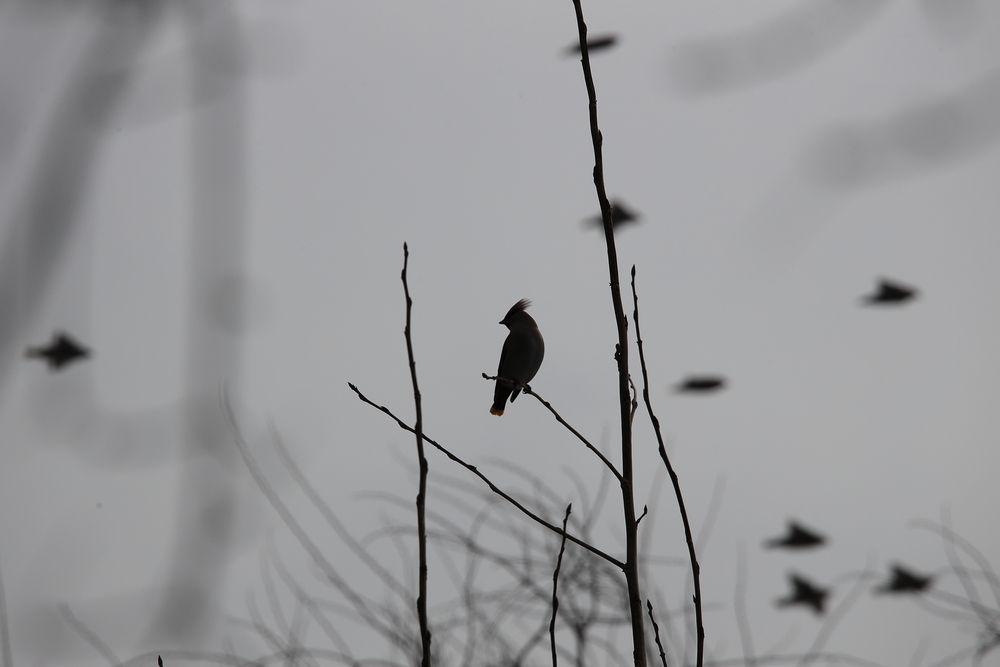 Photo #13722266