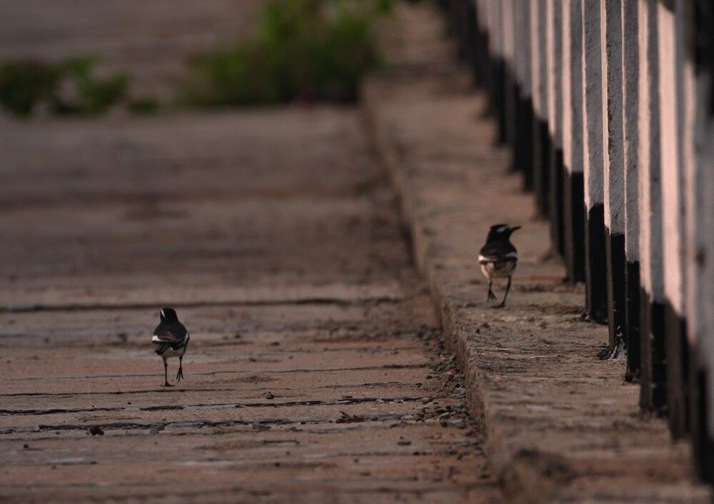 Photograph by G N RAJA