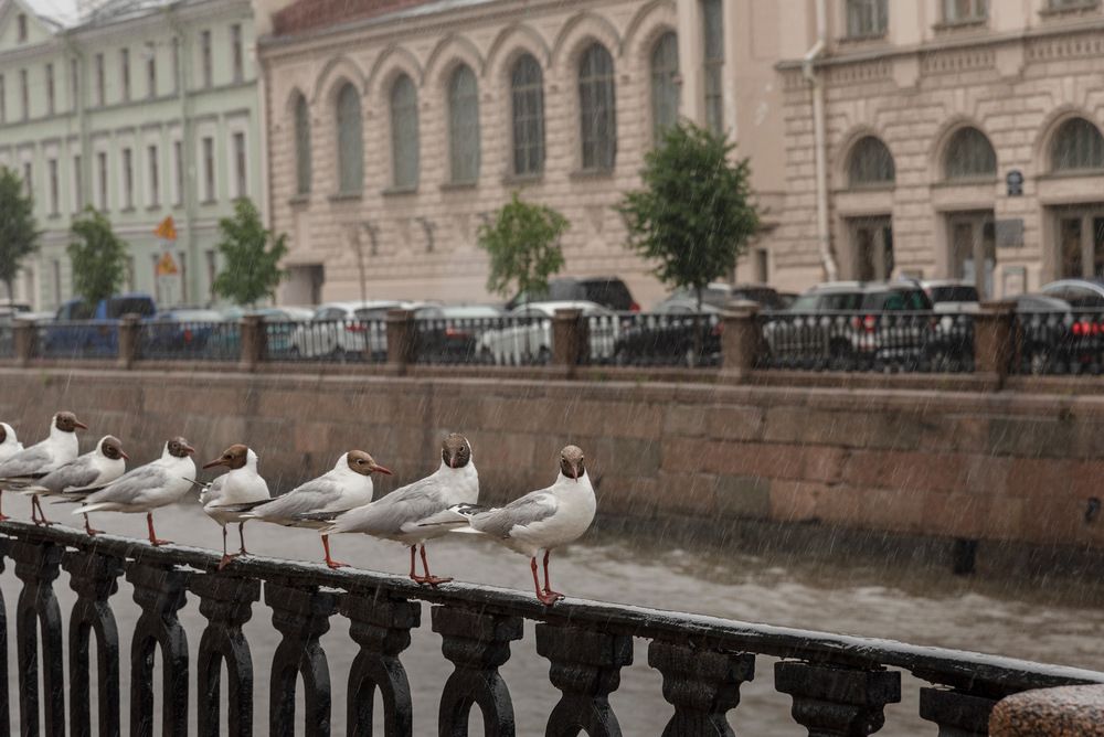 Фотография автора Ляля Рюмина