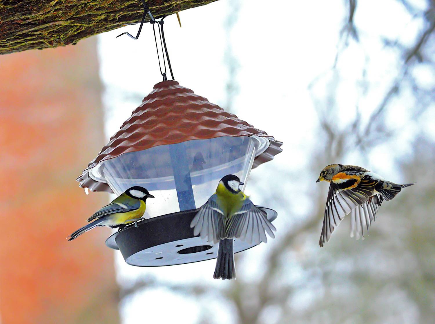 Photo #13722744
