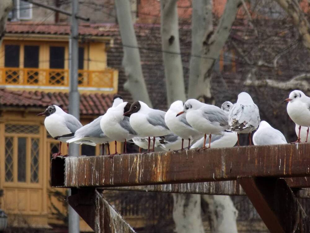 Photograph by Lasha Gegechkori