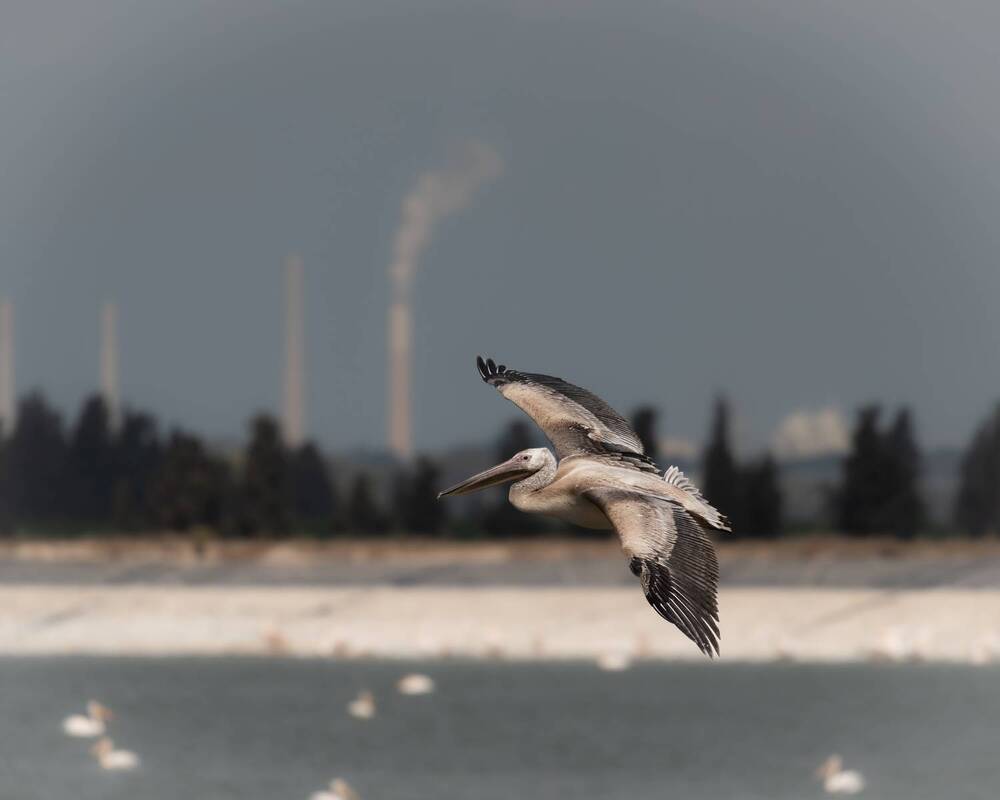 Photograph by Sophie Abuhazera