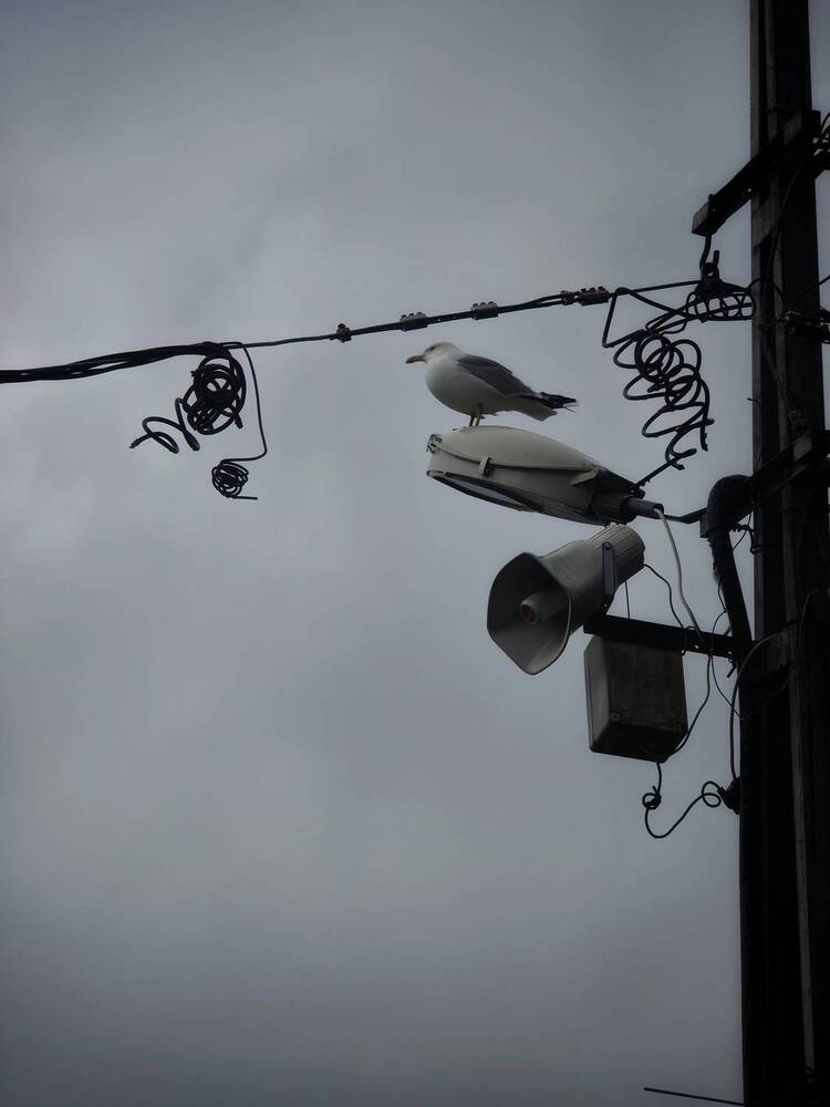 Photograph by Анастасия Мусихина