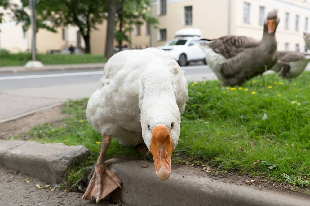 Photograph by Смирнов Алексей