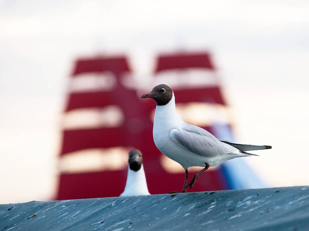 Photograph by Смирнов Алексей