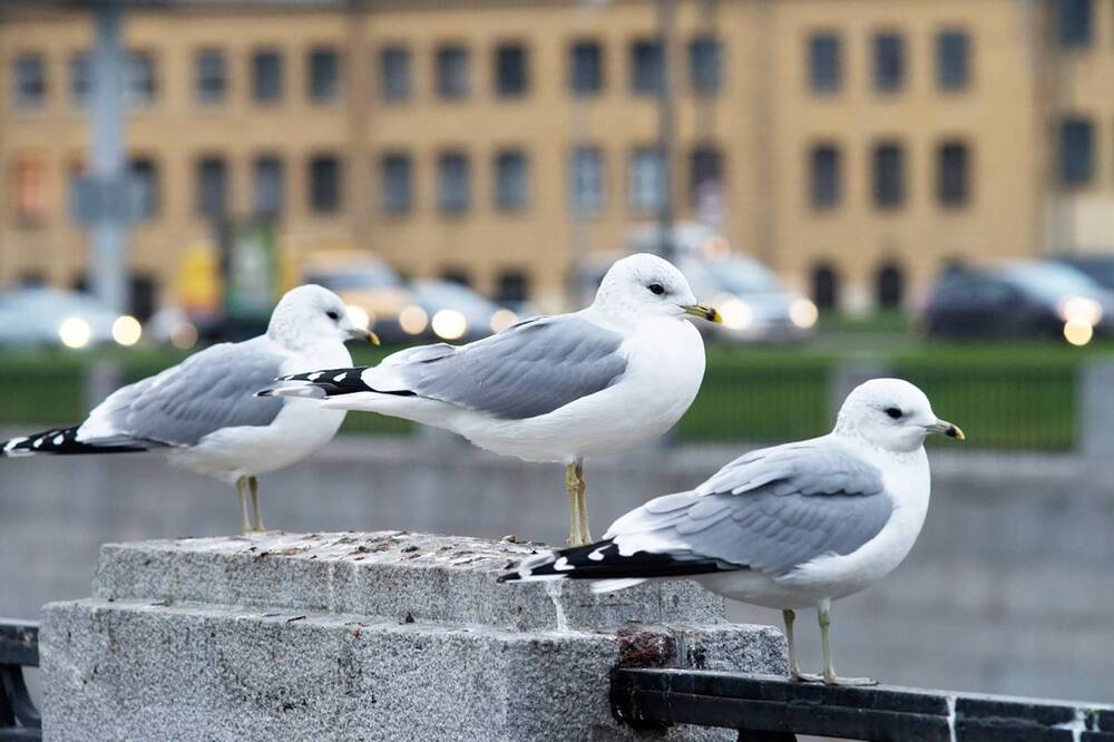 Photograph by Смирнов Алексей