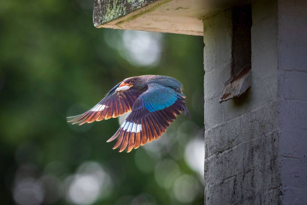Wings of Love