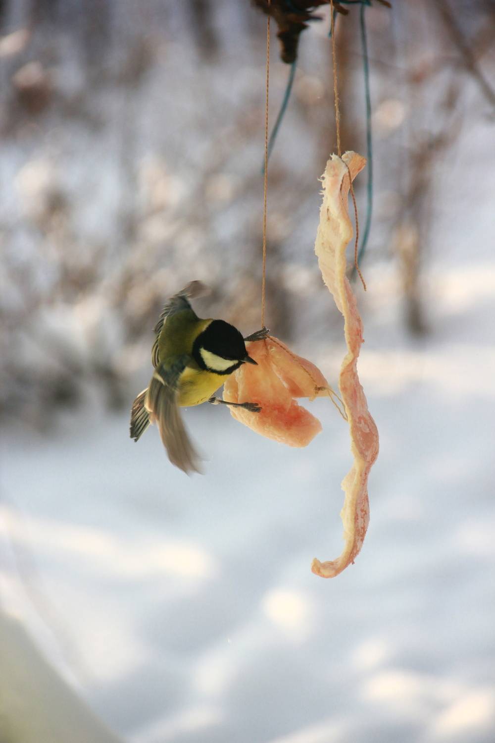 Photo #13723900