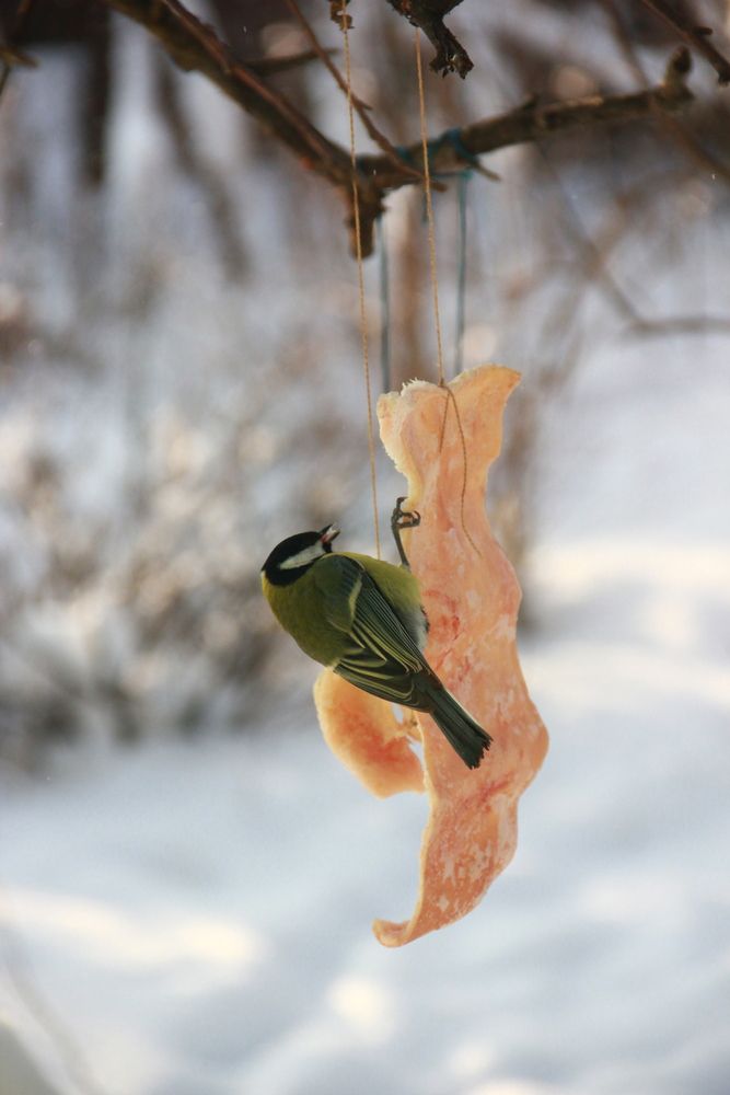 Photo #13723913