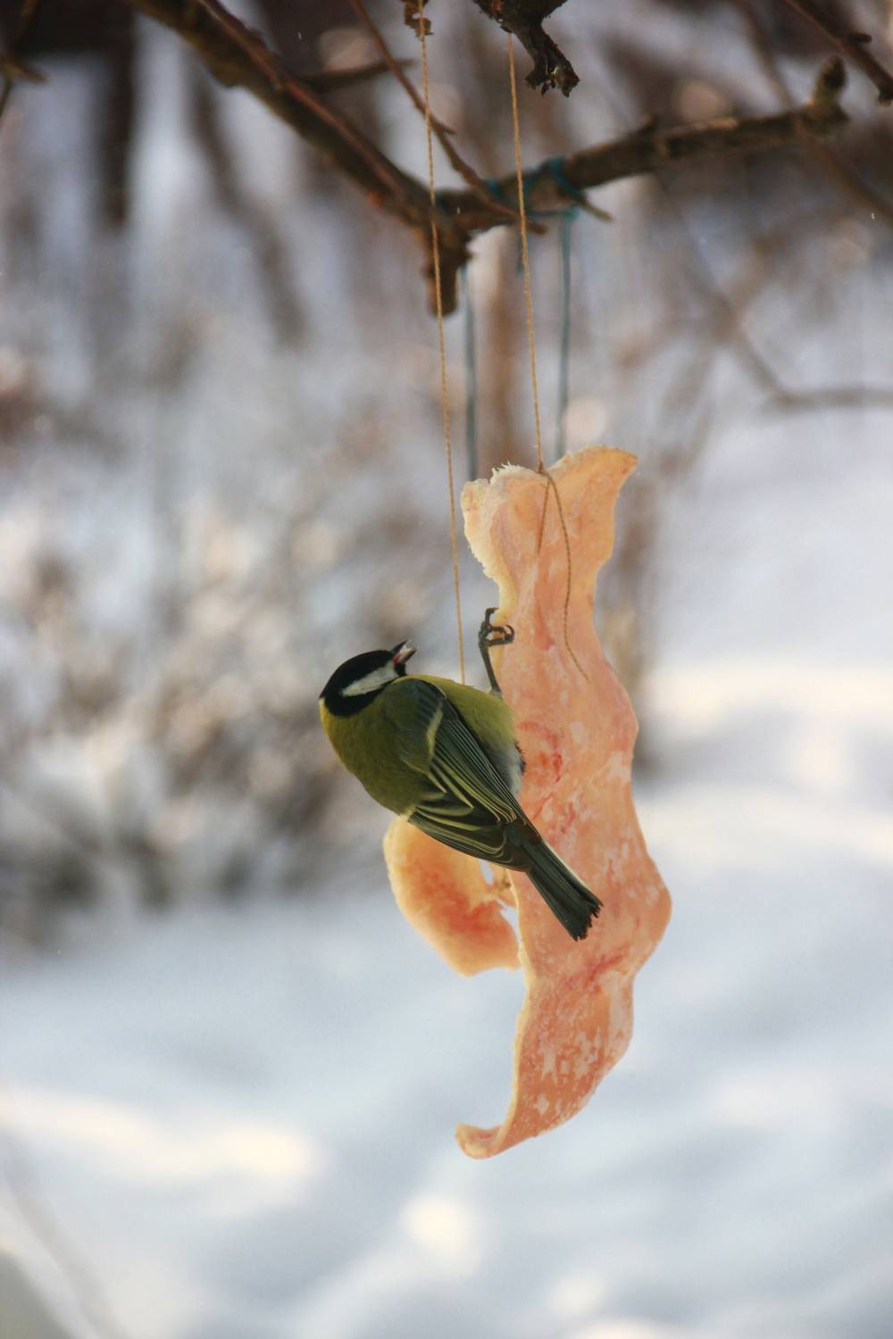 Photo #13723913