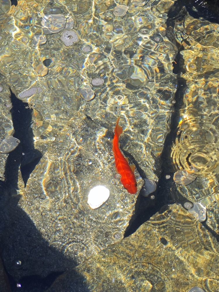 Photograph by Елена Шоколенко