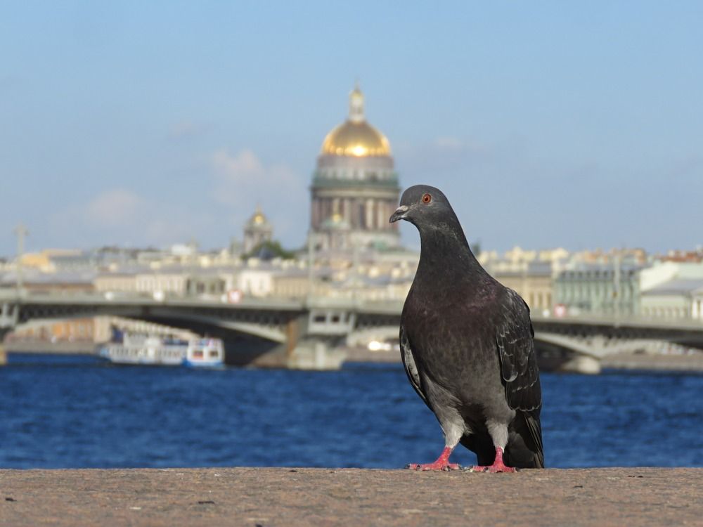 Птица Питера.
