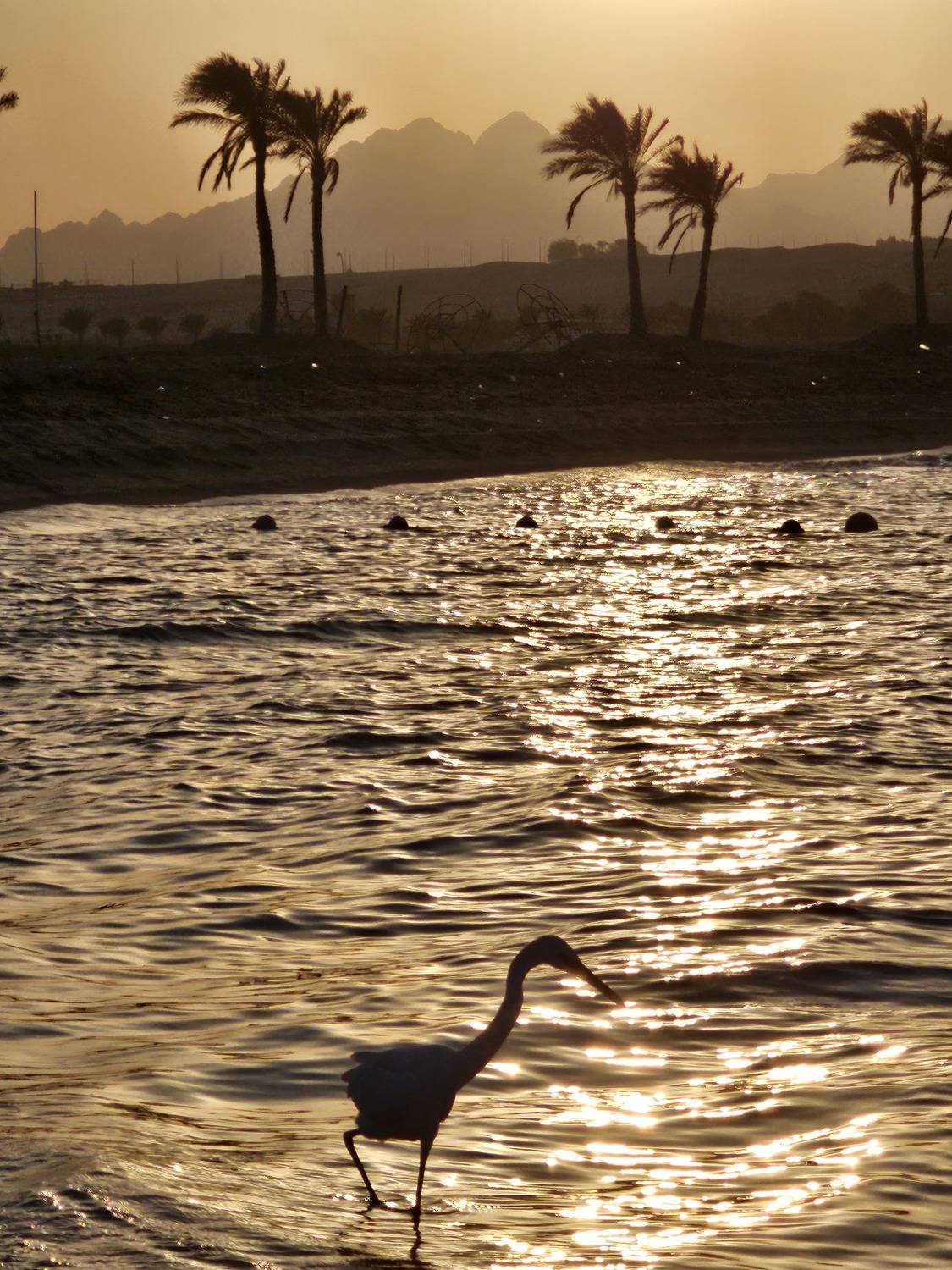 Photo #13724274