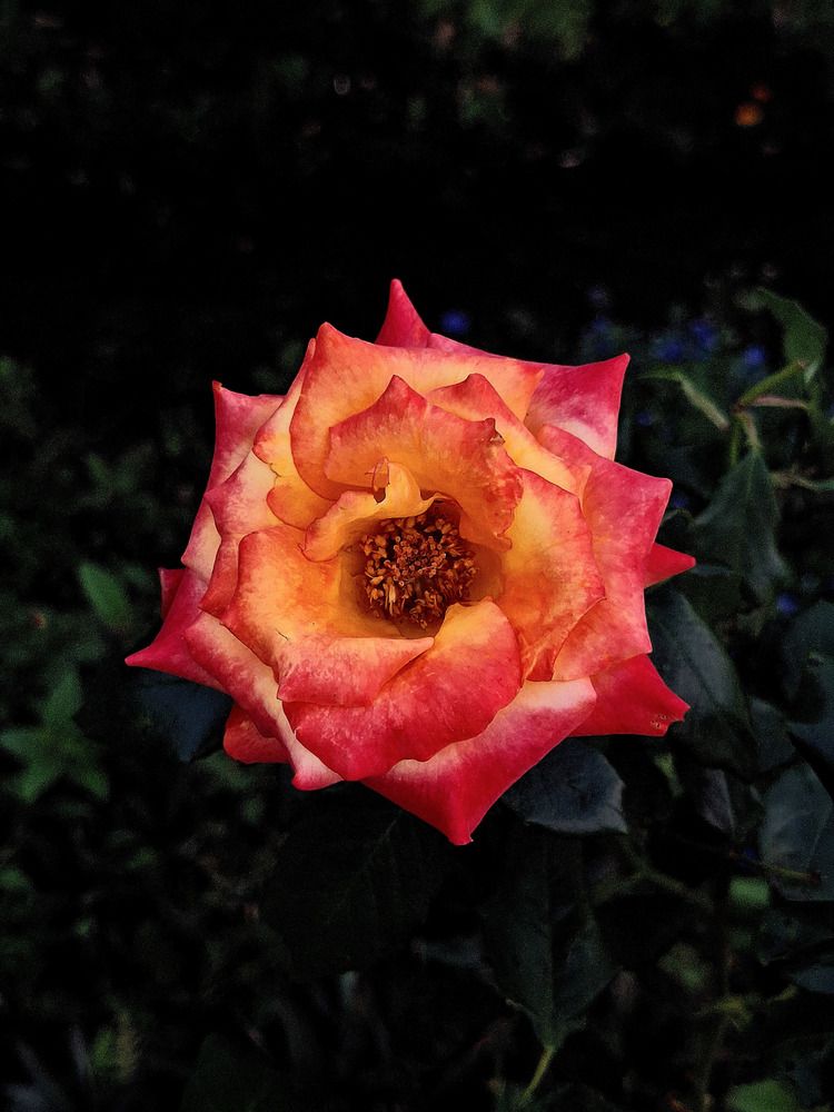 Rainbow Sorbet Rose