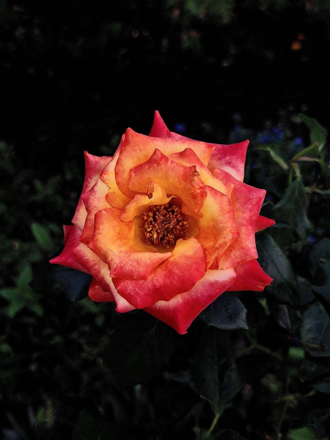 Rainbow Sorbet Rose