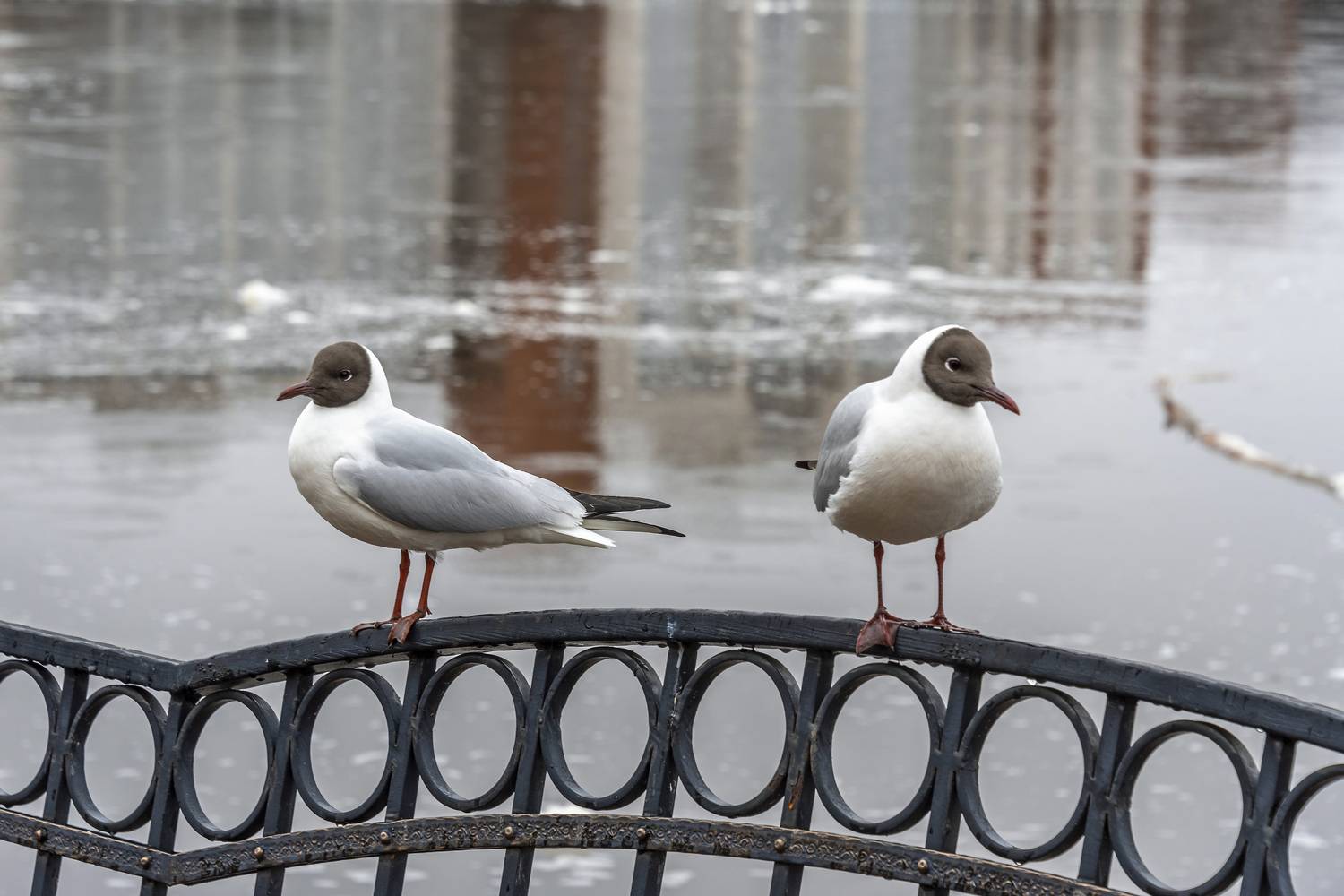 Photo #13724441