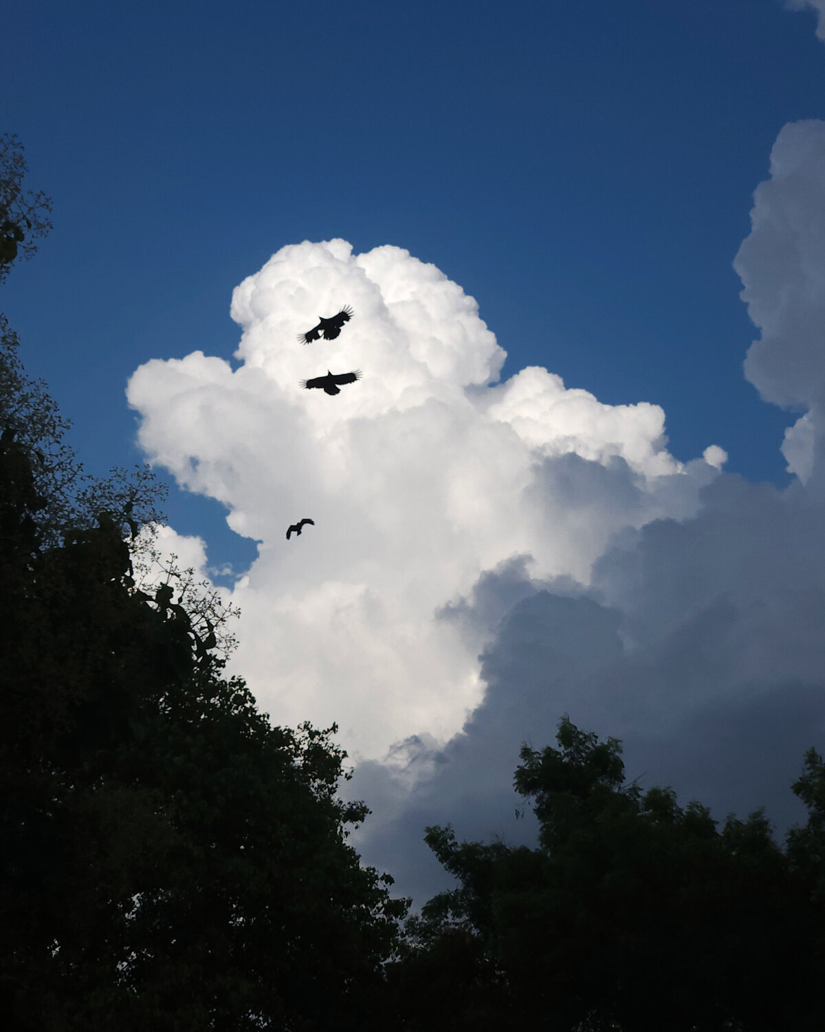Photo #13724748