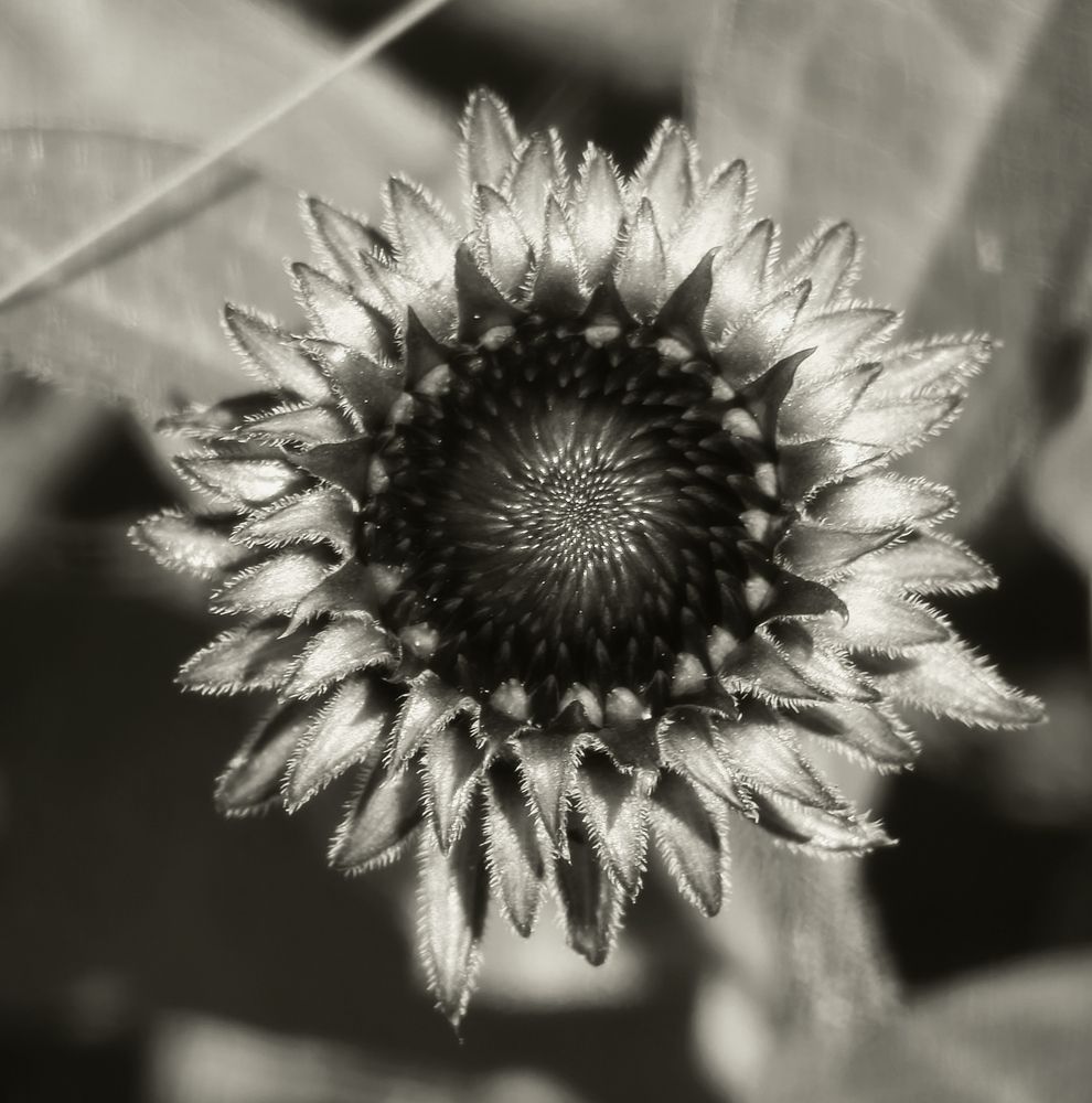 Photograph by Ildikó Wéber
