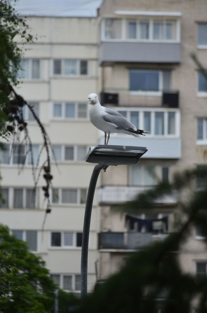 Photograph by Надежда Богомья